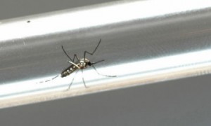 aedes